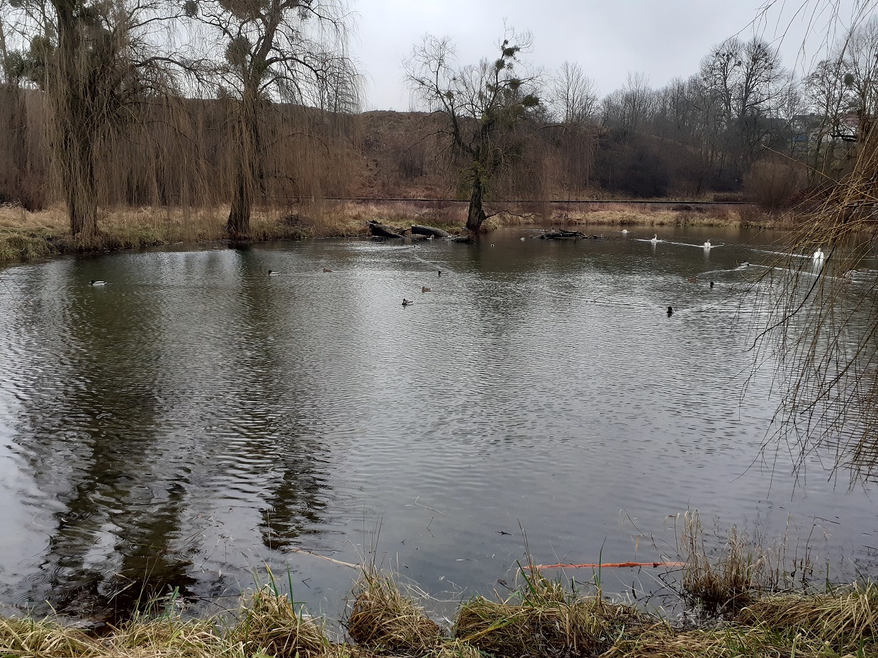 Staw Grodowy II